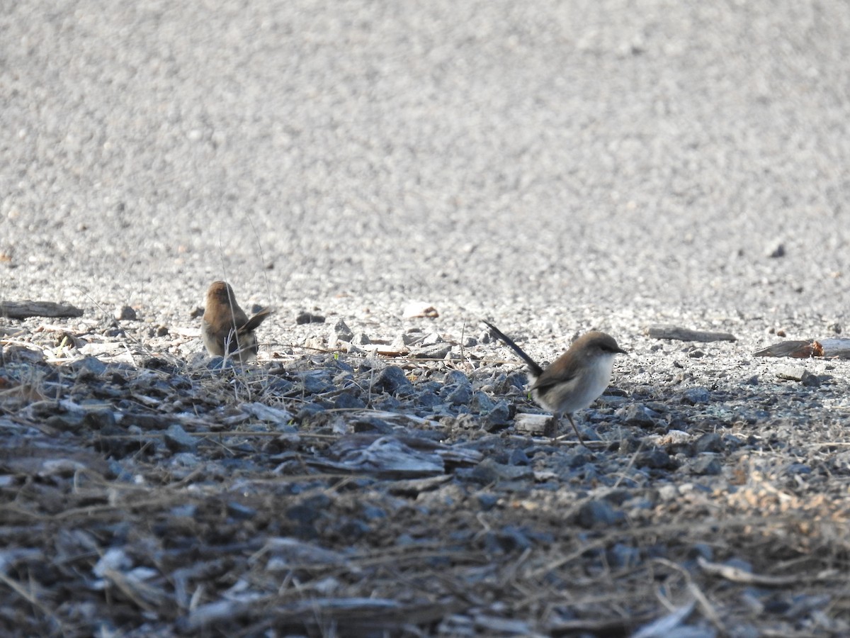 Superb Fairywren - sharon dodd