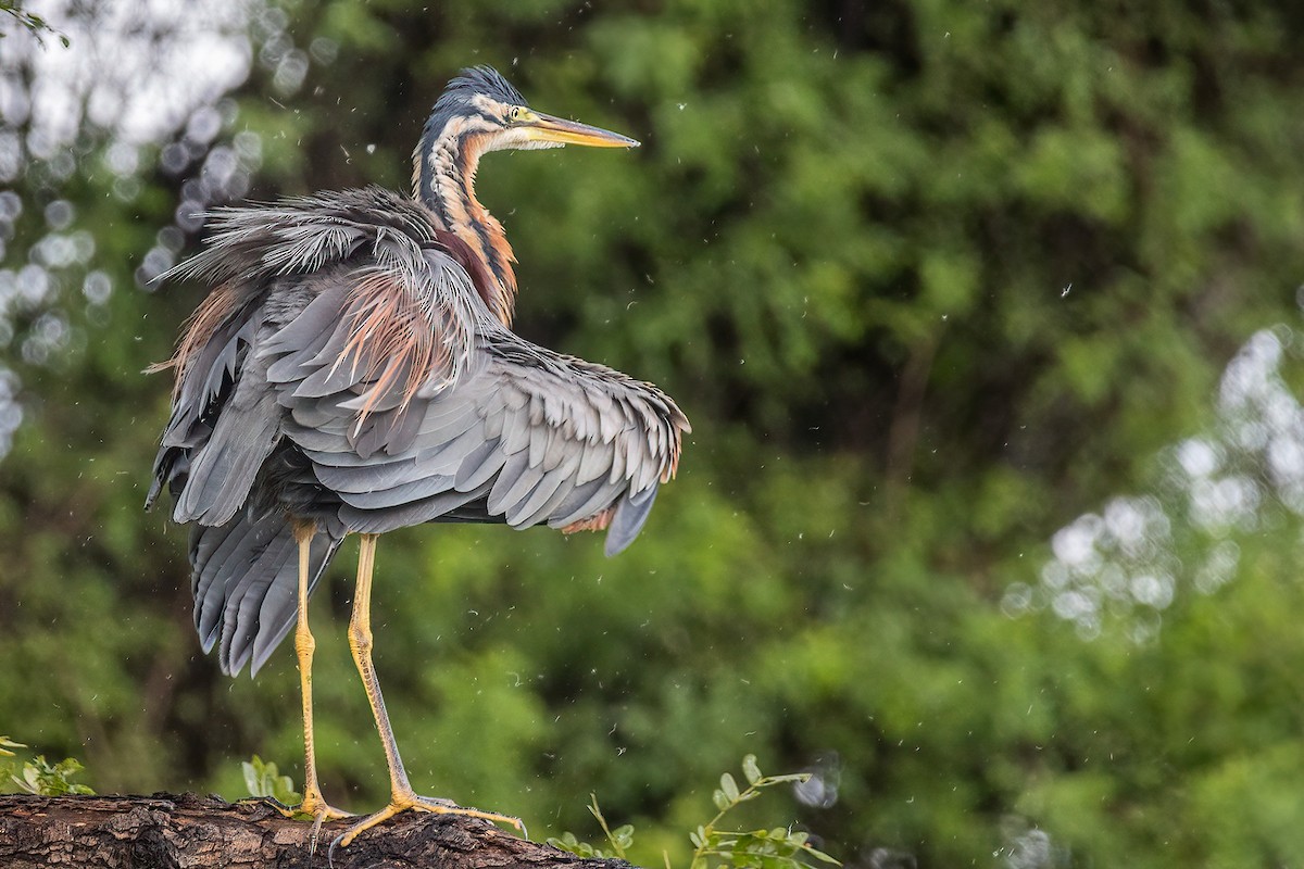 Purple Heron - Shaqayeq Vahshi