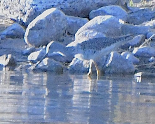 Greater Yellowlegs - Ted Wolff