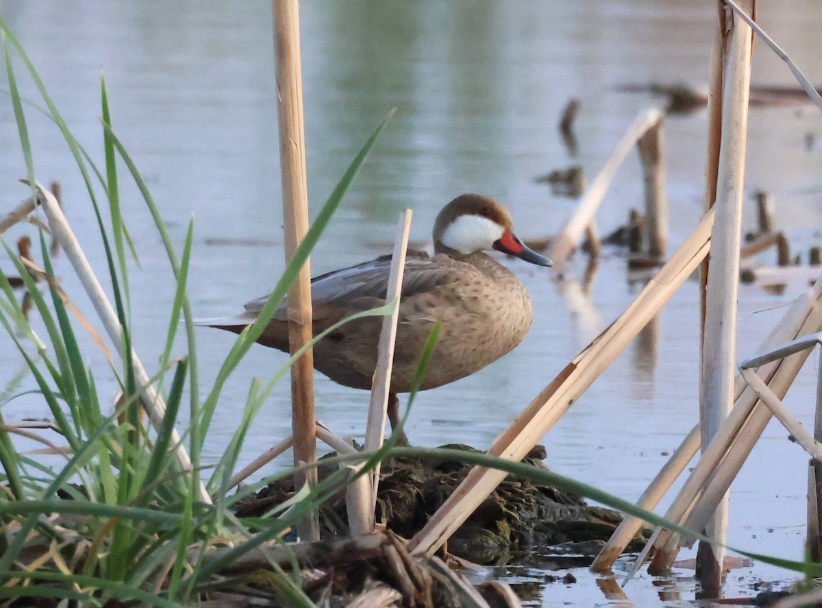 White-cheeked Pintail - ML618231384