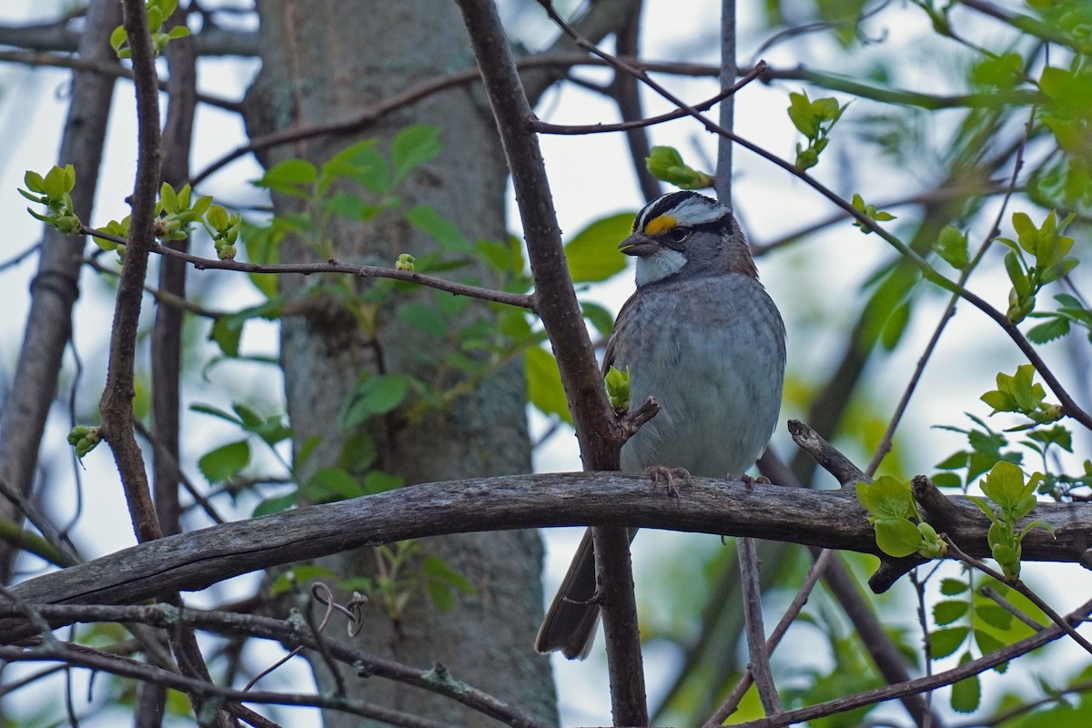 White-throated Sparrow - Susan Iannucci