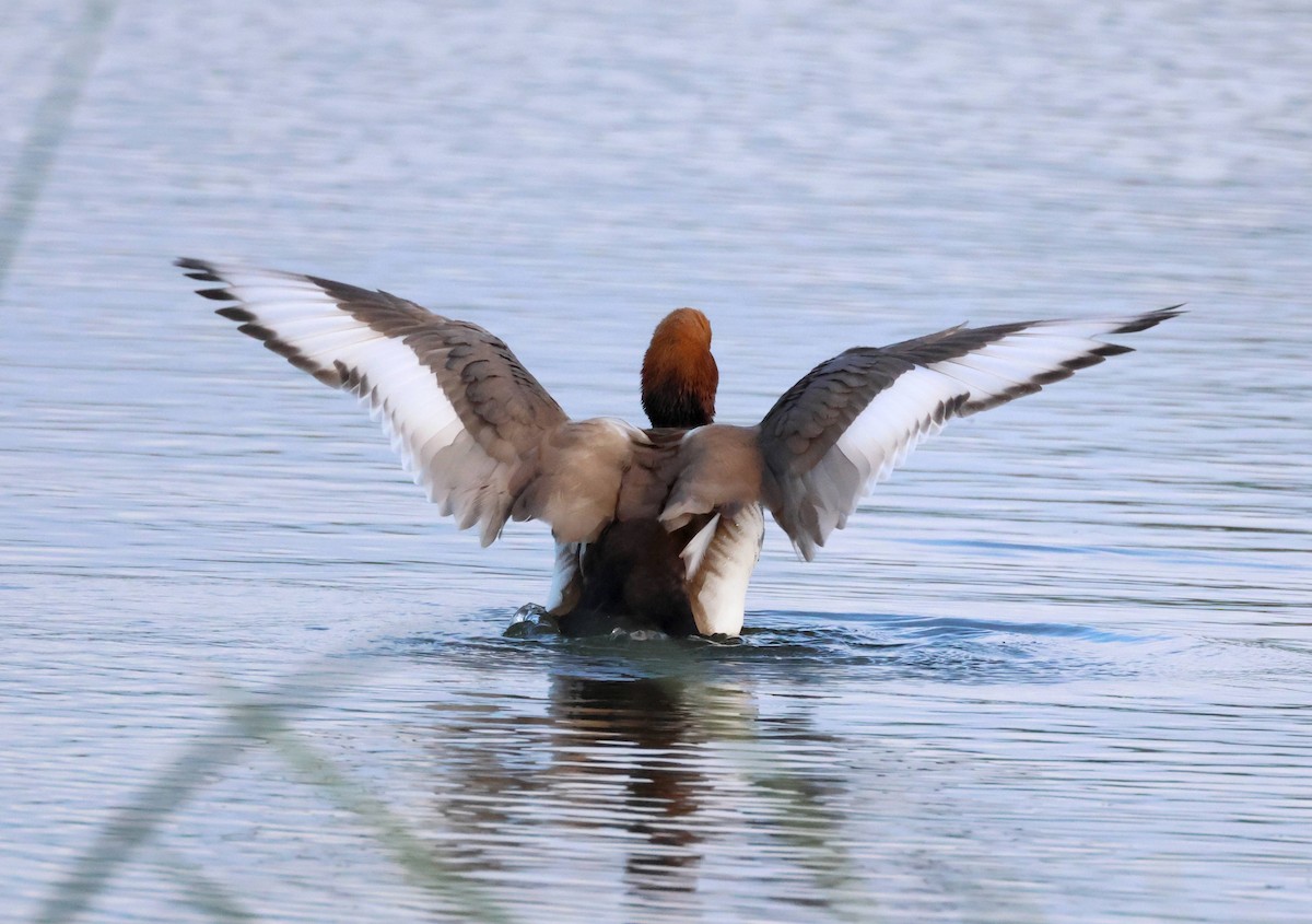 Red-crested Pochard - ML618231390