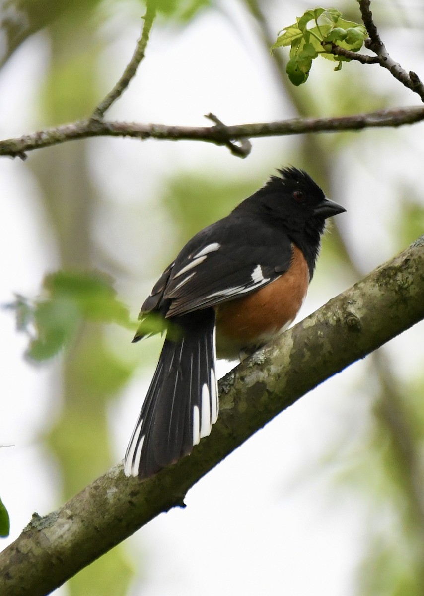 Eastern Towhee - Becky Rooney