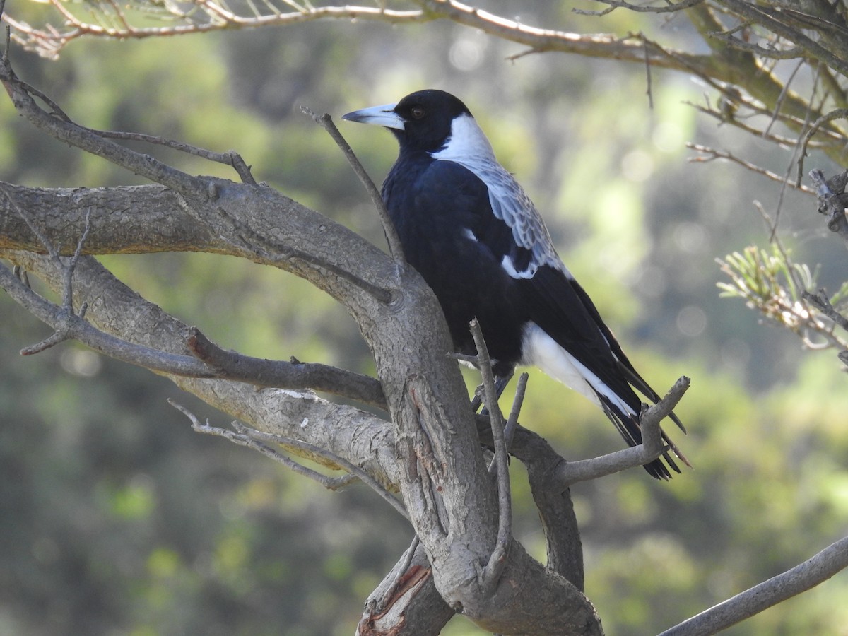 Australian Magpie - sharon dodd