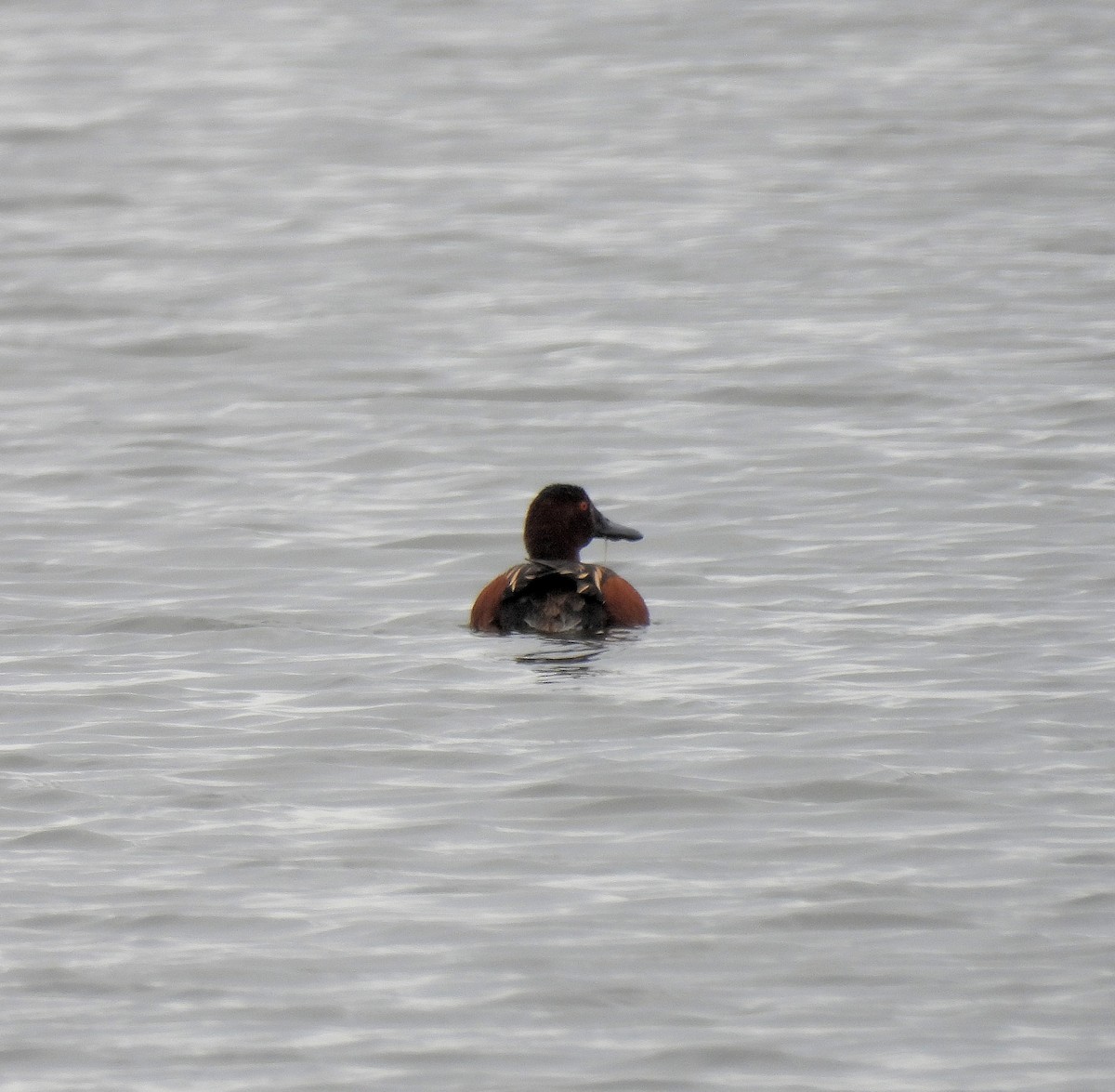 Cinnamon Teal - Craig Salisbury