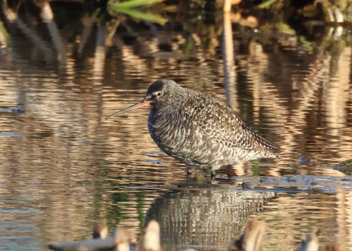 Spotted Redshank - ML618231404