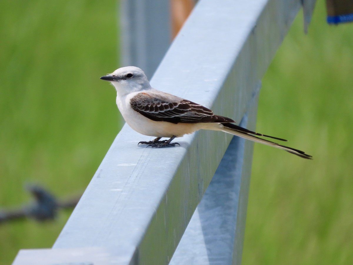 Scissor-tailed Flycatcher - Lisa Owens