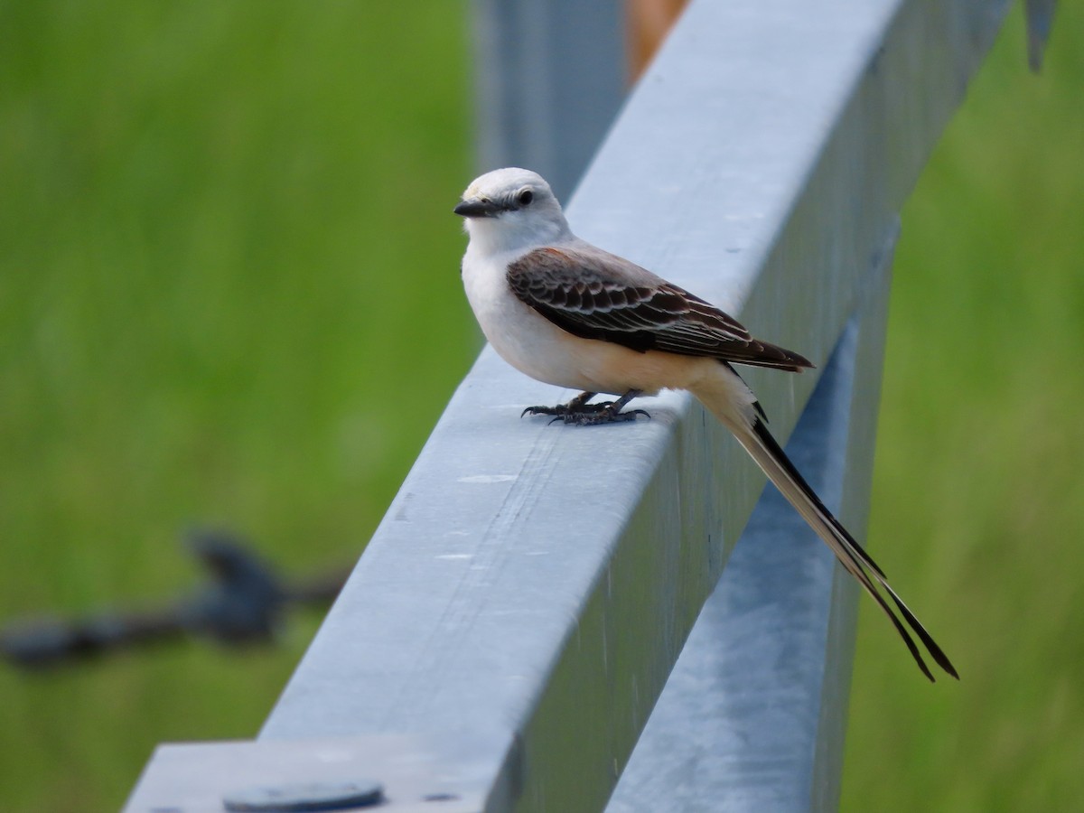 Scissor-tailed Flycatcher - Lisa Owens