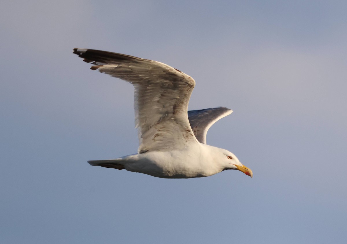 Yellow-legged Gull - Jesus Carrion Piquer