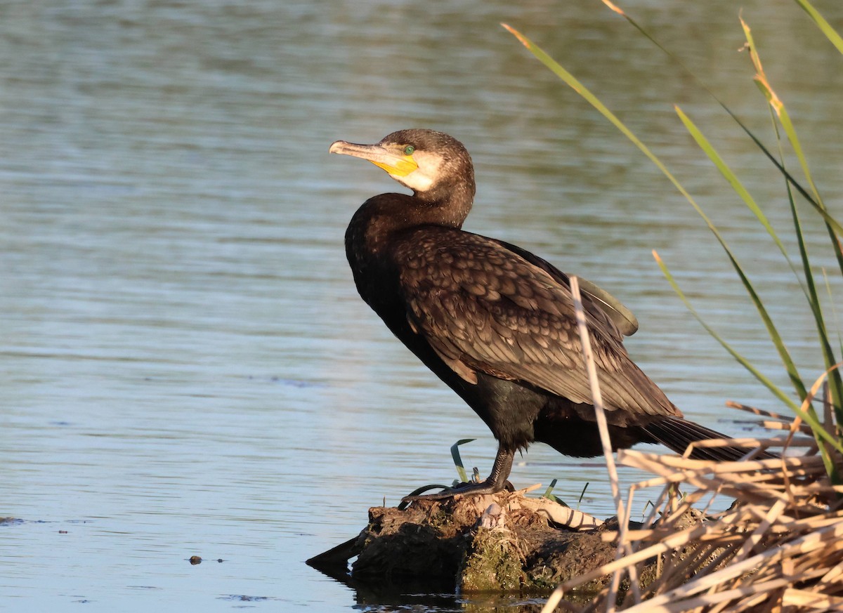 Great Cormorant - Jesus Carrion Piquer