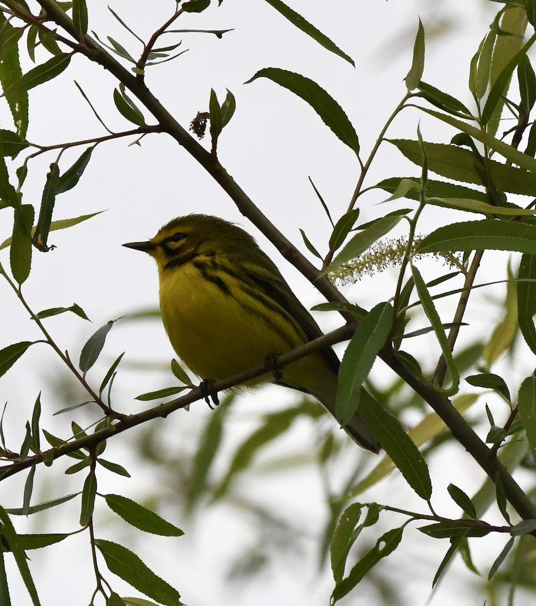 Prairie Warbler - ML618231418