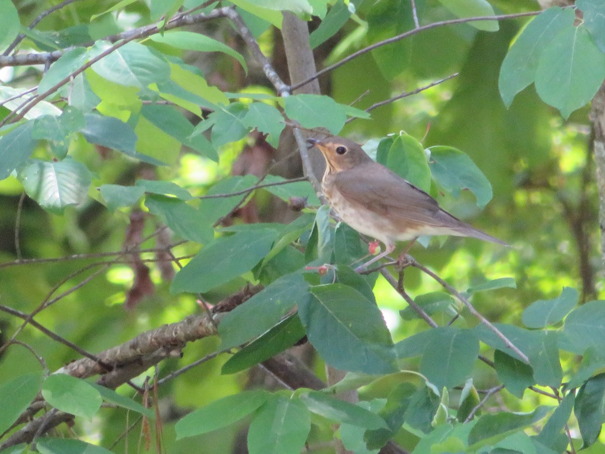 Swainson's Thrush - ML618231421