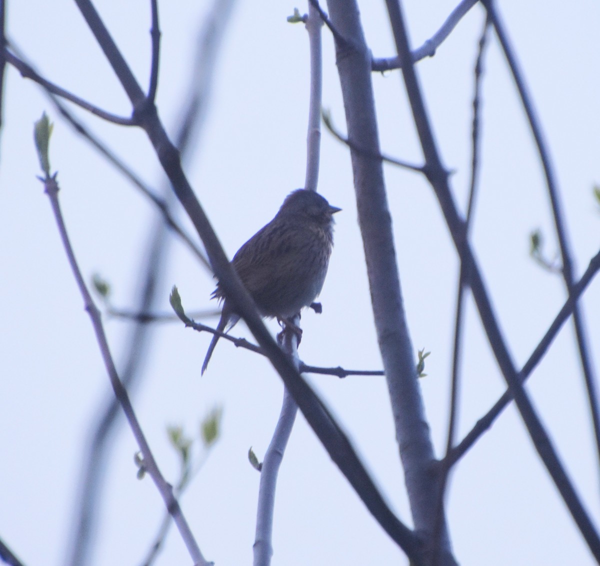 Lincoln's Sparrow - Brad Jackson