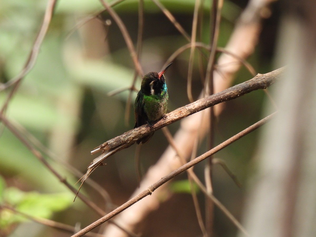 White-eared Hummingbird - María Eugenia Paredes Sánchez