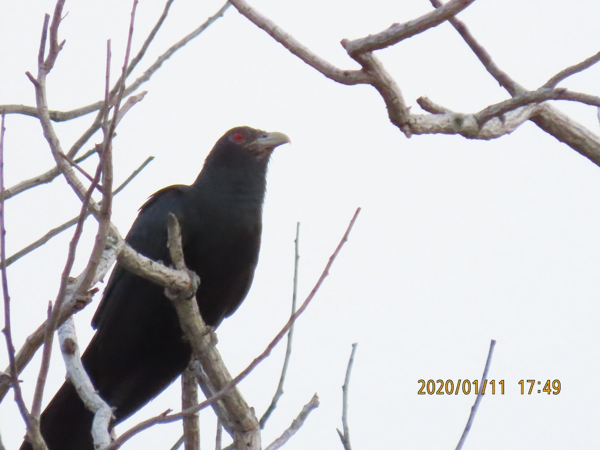 Asian Koel - sachi yamami