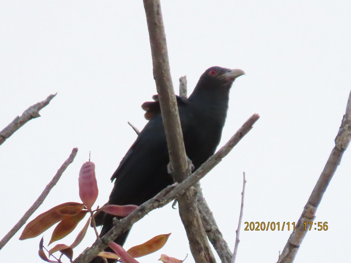 Asian Koel - sachi yamami