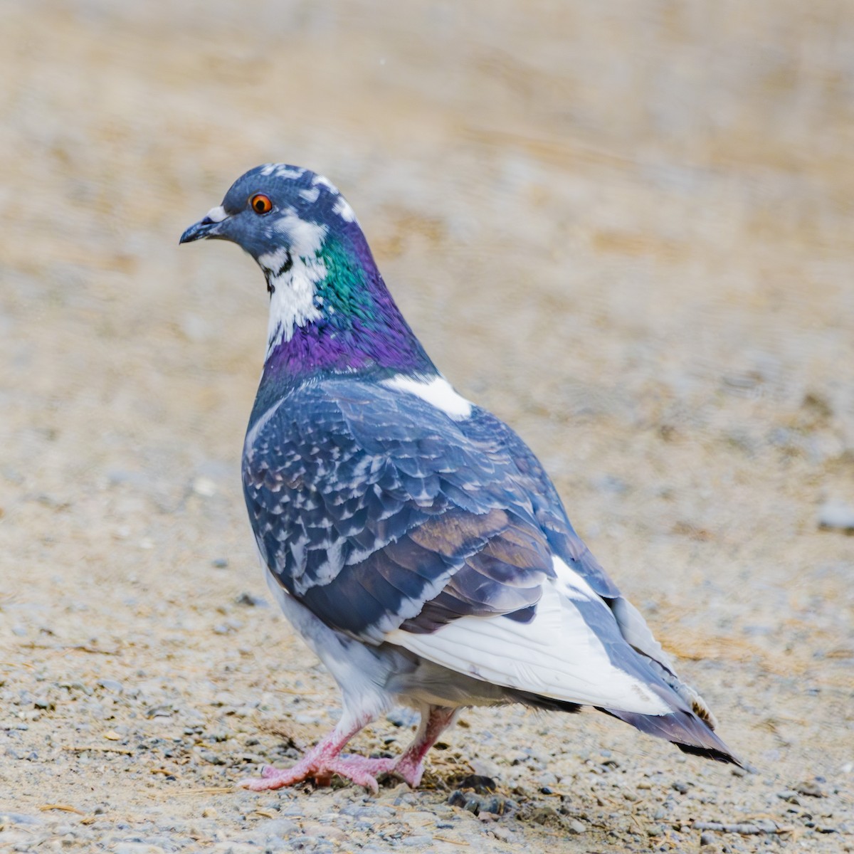 Rock Pigeon (Feral Pigeon) - Albert Picard