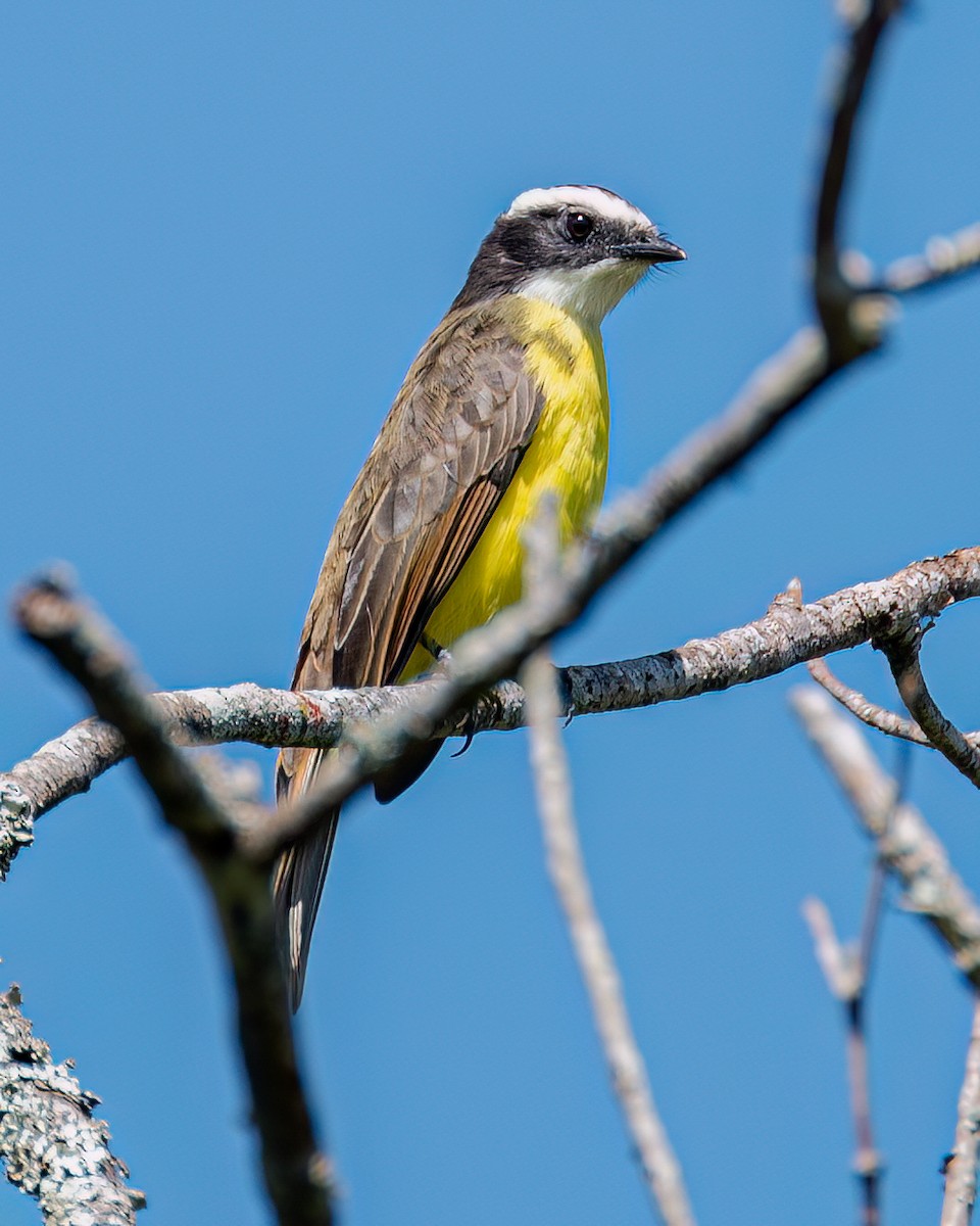 Rusty-margined Flycatcher - ML618231507