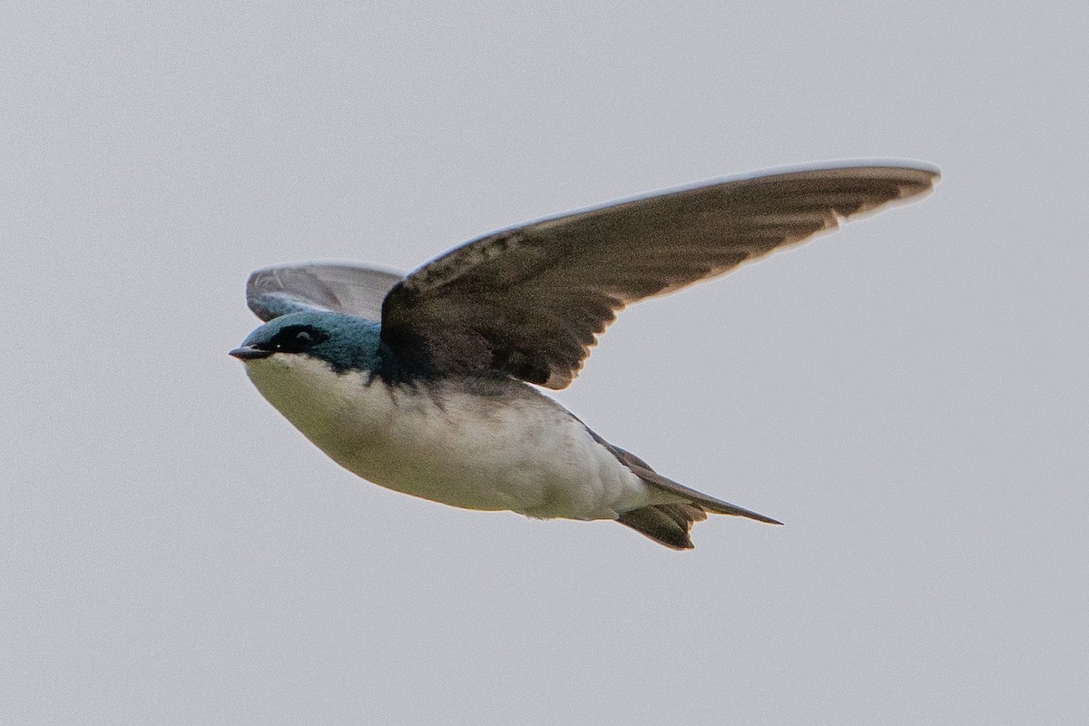 Tree Swallow - Keith Lea