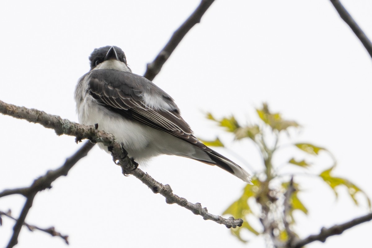 Eastern Kingbird - Keith Lea