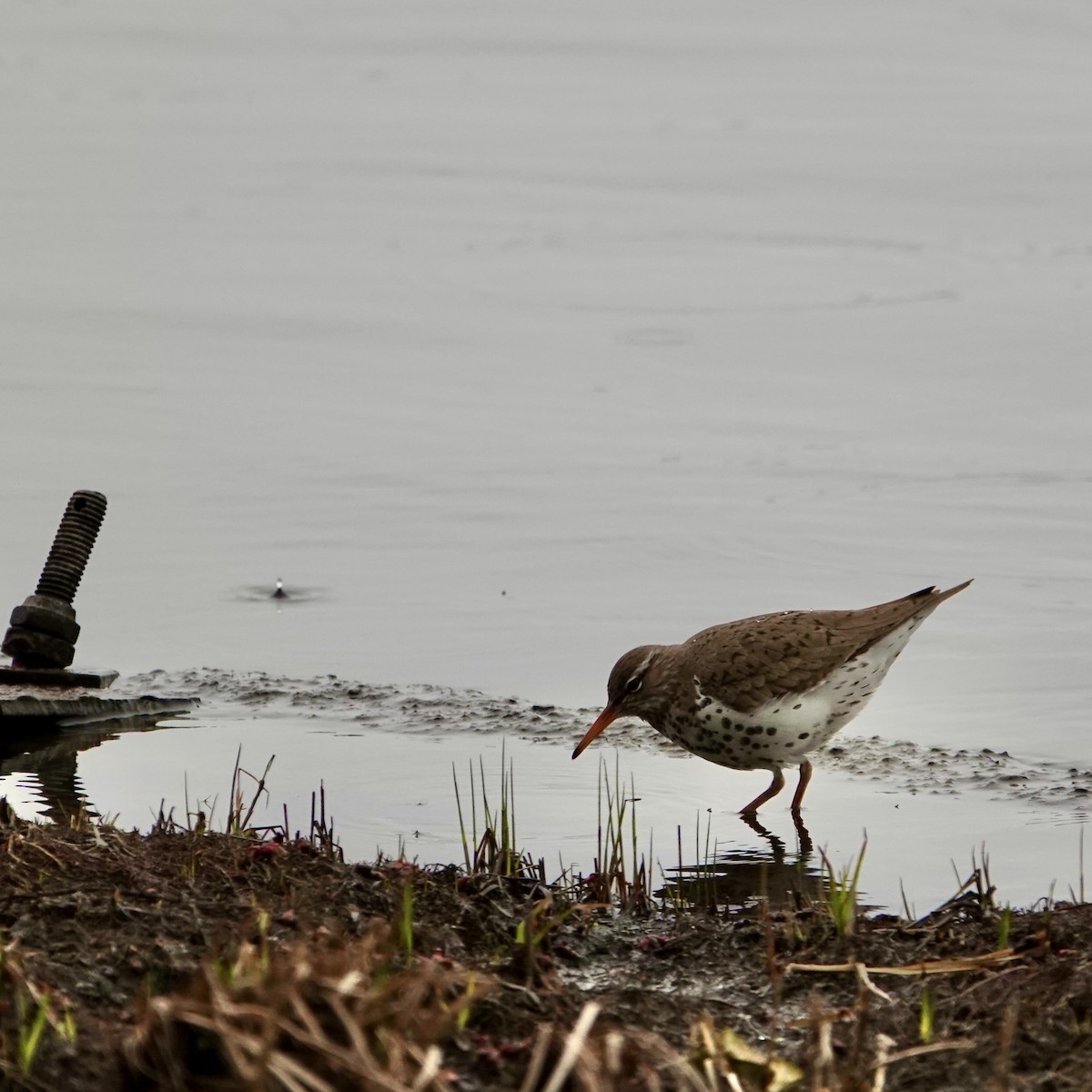 Spotted Sandpiper - Luce Chamard
