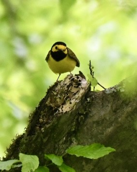 Hooded Warbler - ML618231536