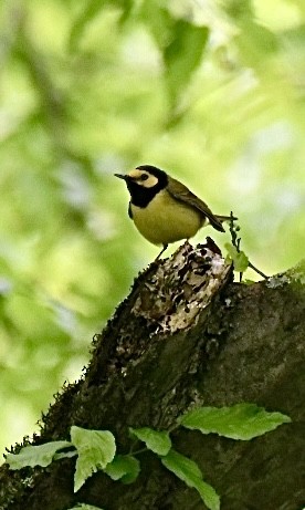 Hooded Warbler - Becky Rooney