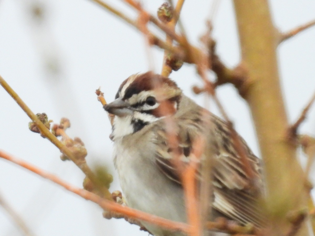 Lark Sparrow - Clayton Will