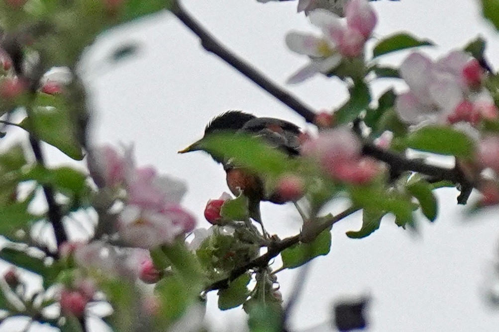 Orchard Oriole - Susan Iannucci