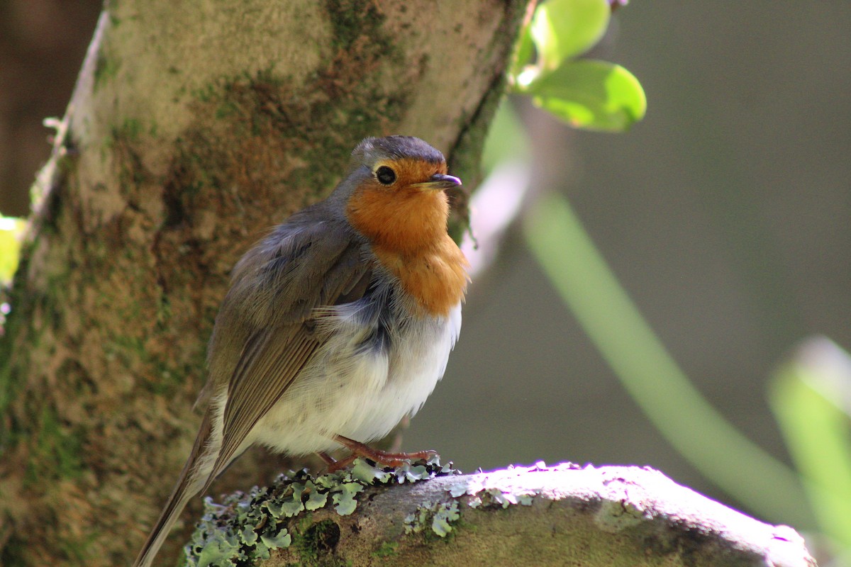 European Robin - Rodrigo Carvalho