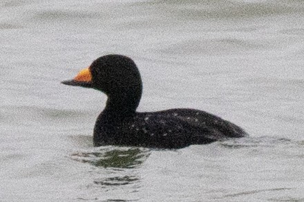 Black Scoter - ML618231588