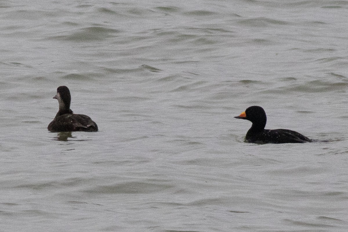 Black Scoter - ML618231590