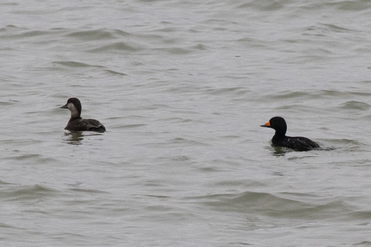 Black Scoter - ML618231591