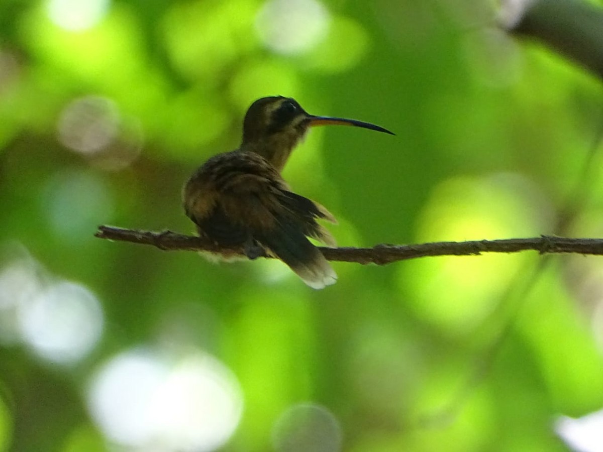 kolibřík proužkohrdlý - ML618231593