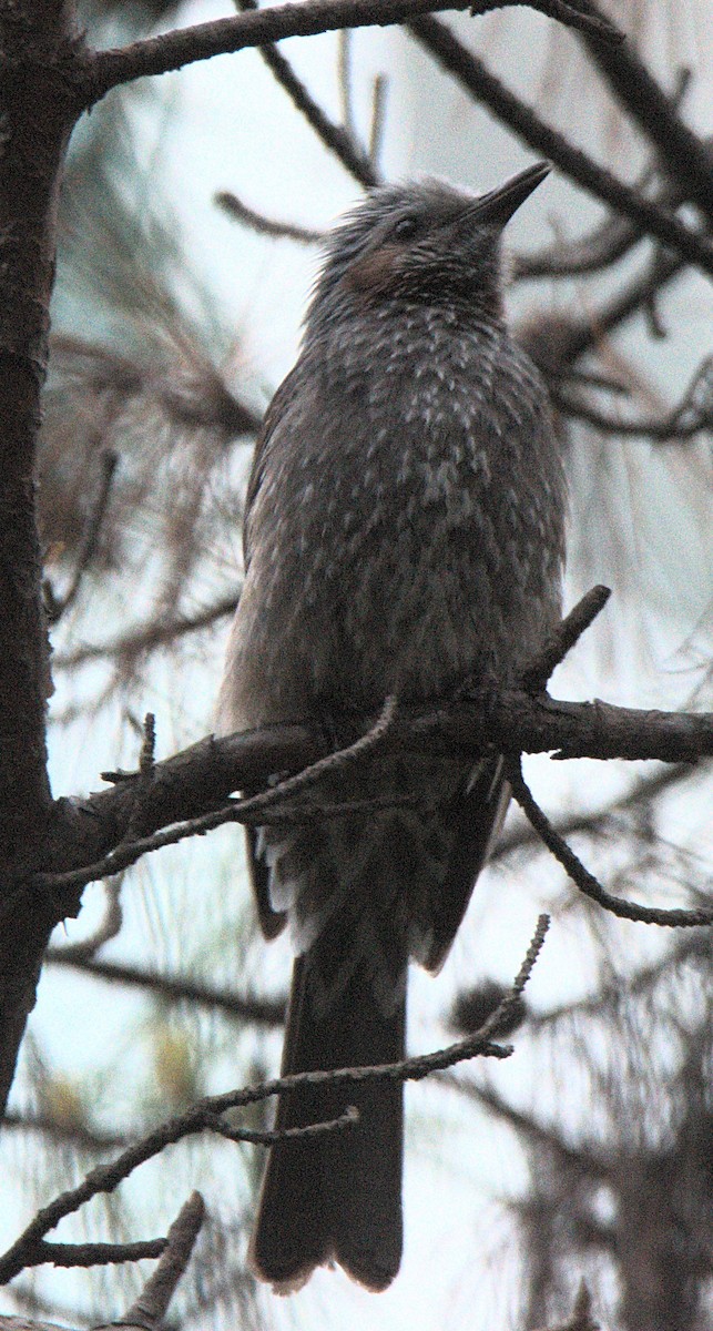 Brown-eared Bulbul - Kerry Loux