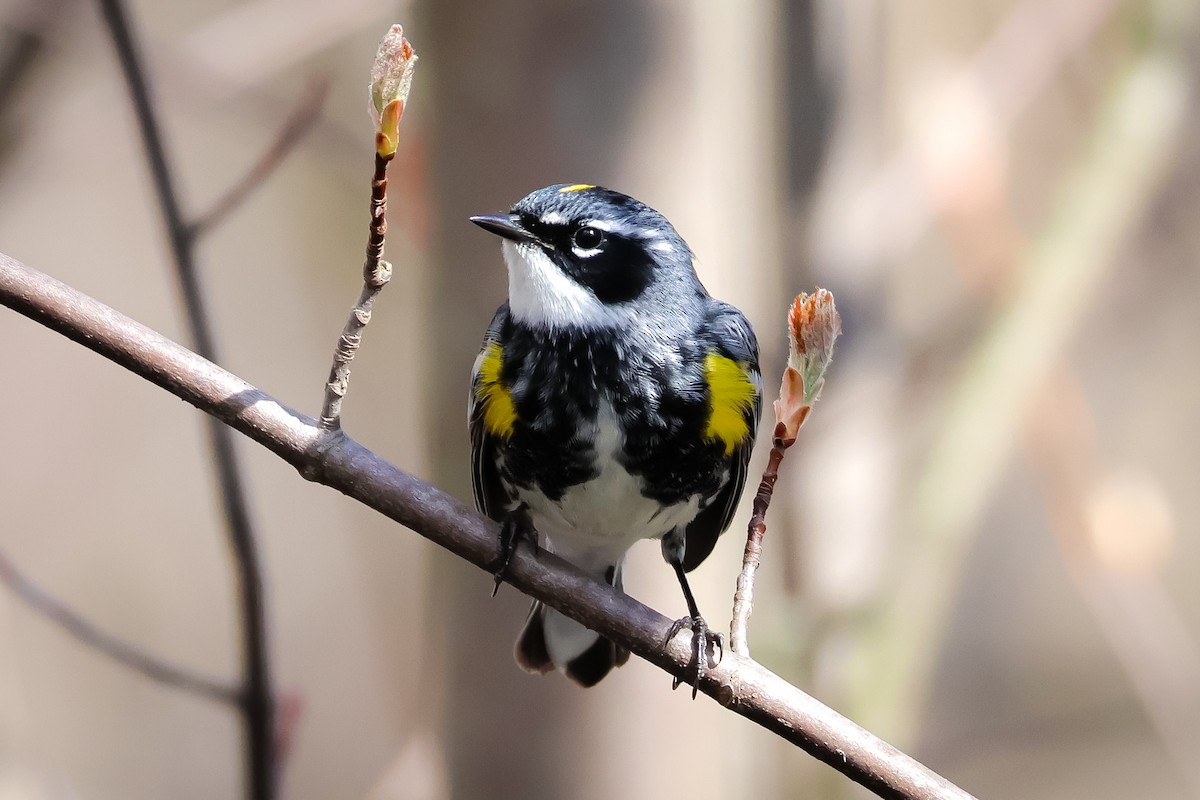 Yellow-rumped Warbler - Nicole Short