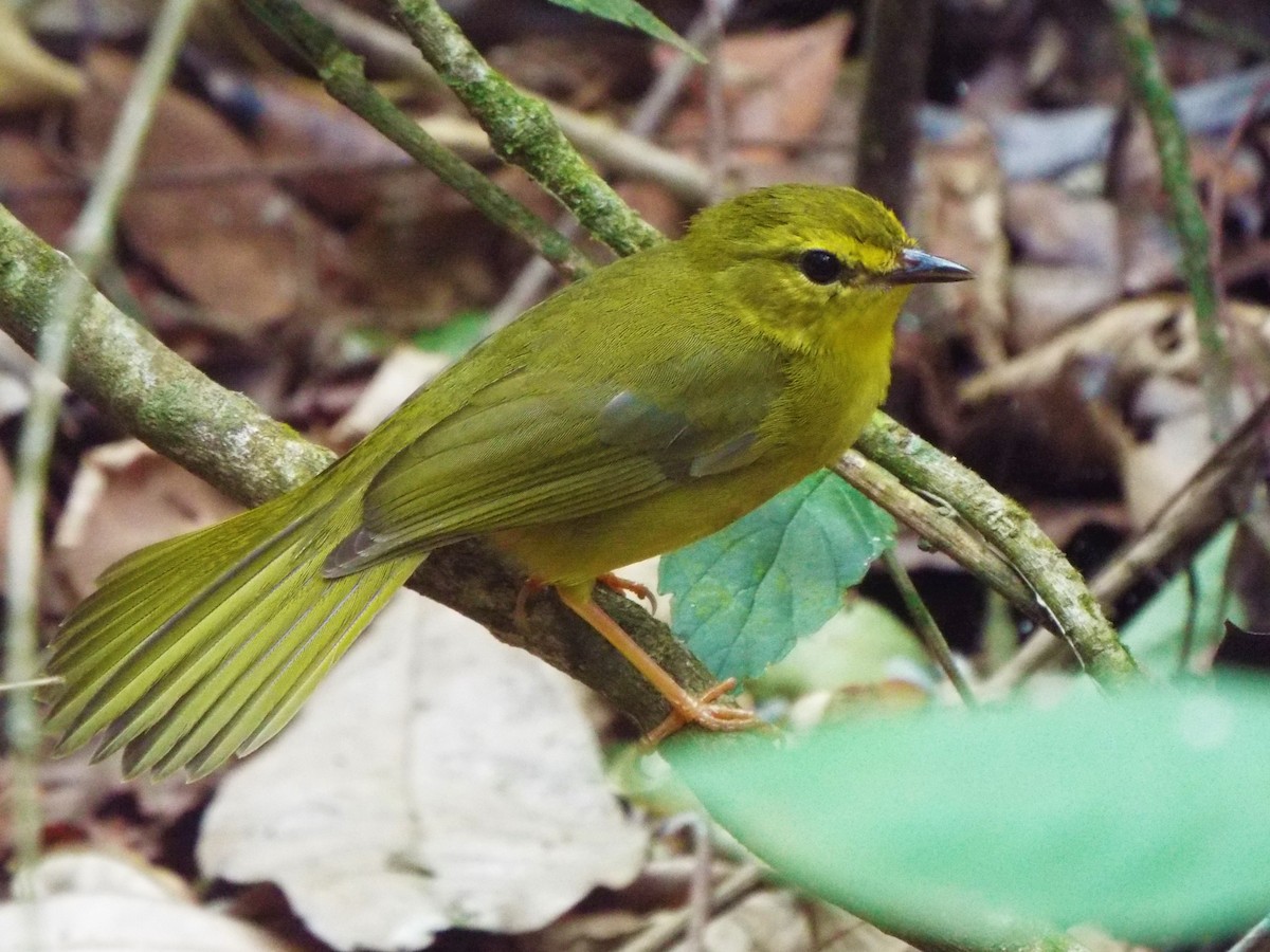 Flavescent Warbler - Henrique Heidi Horiyshi