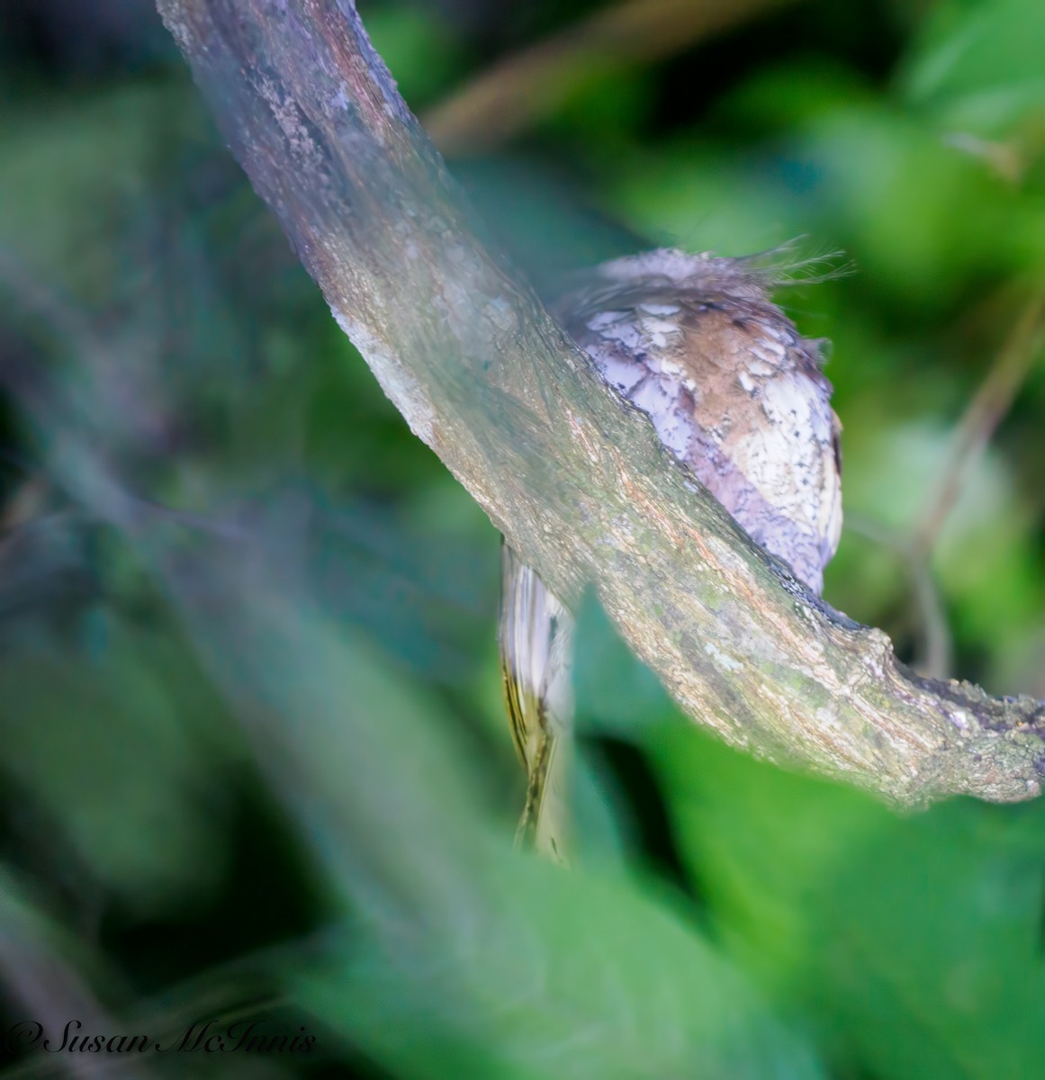 Blyth's Frogmouth - Susan Mac