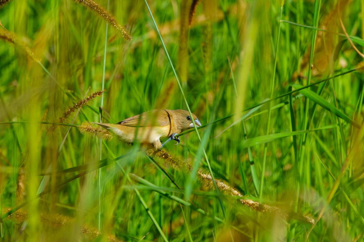 Chestnut-breasted Munia - James Churches