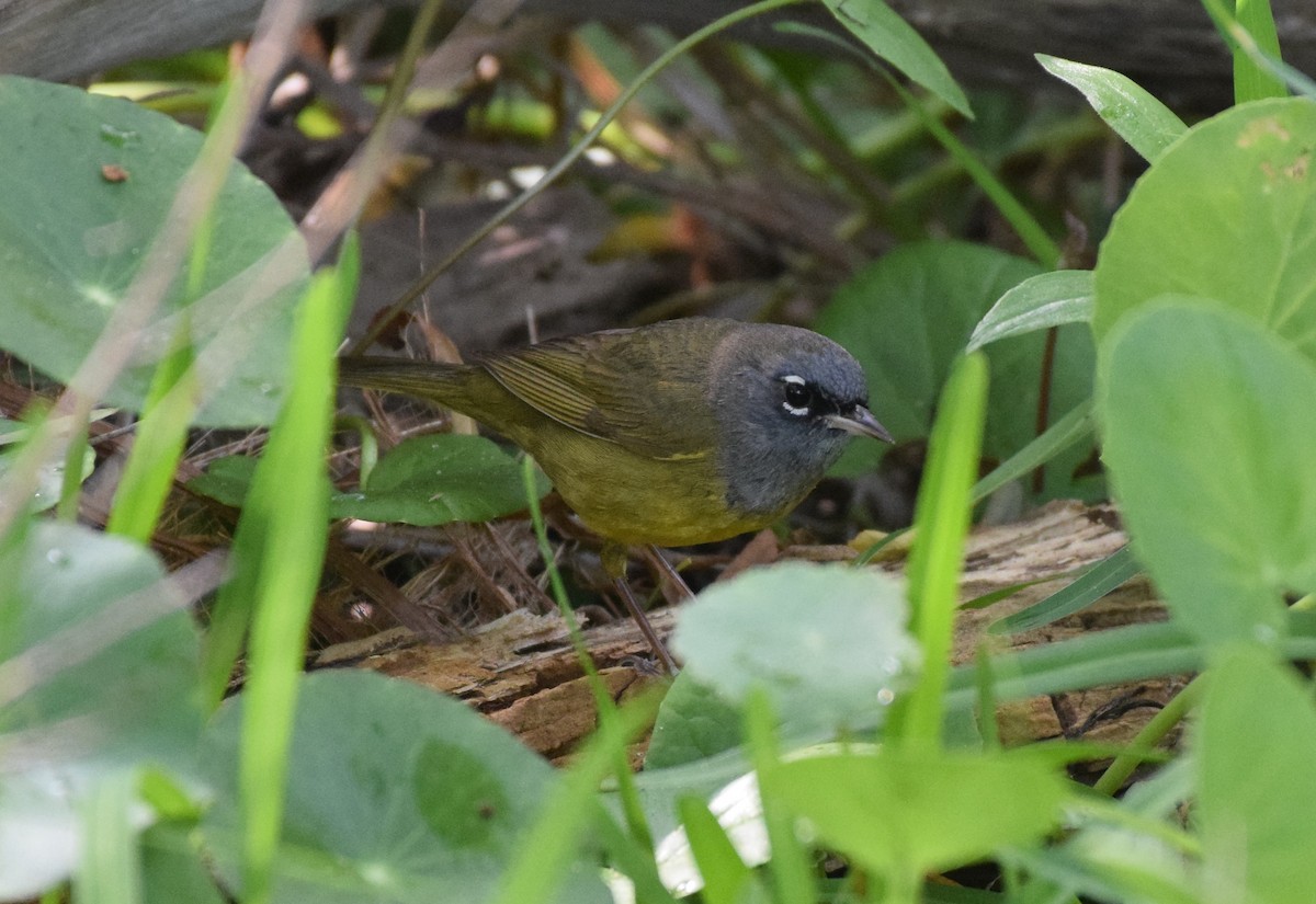 MacGillivray's Warbler - Dimitris Dimopoulos