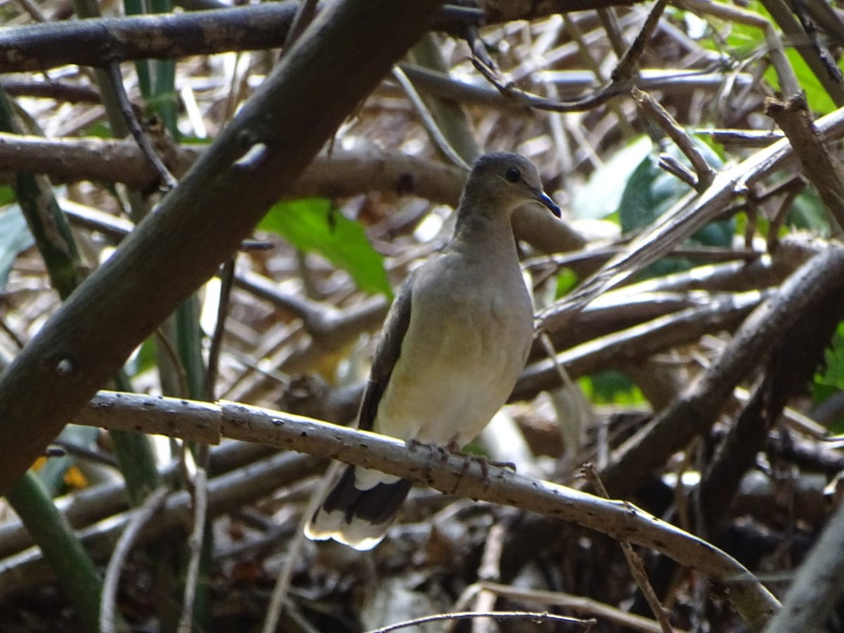 White-tipped Dove - Jocsan Cruz García