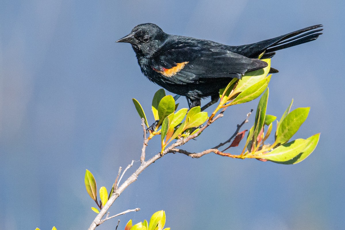 Red-winged Blackbird - Dick Murray