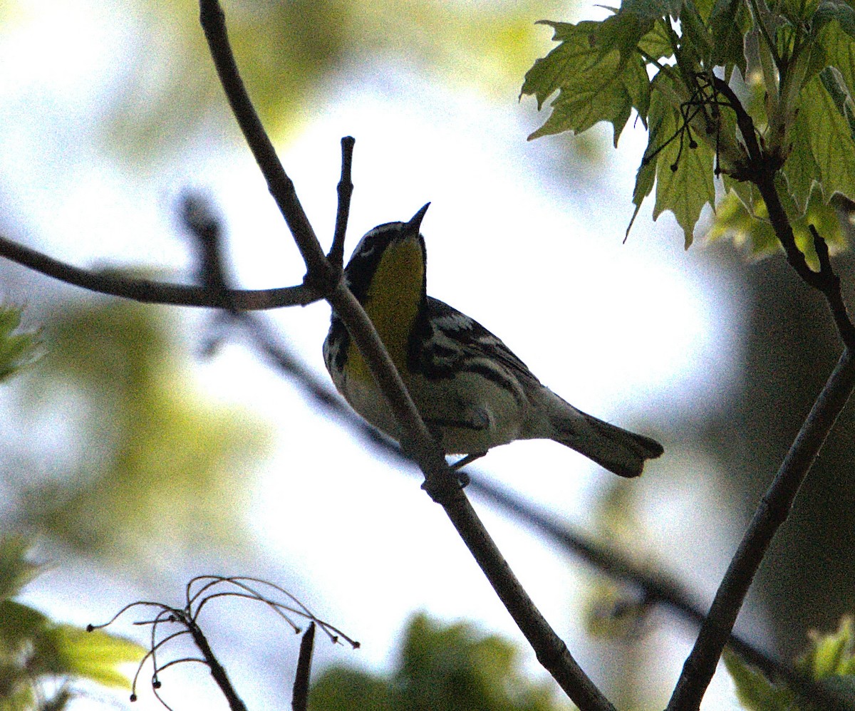 Yellow-throated Warbler - Kerry Loux