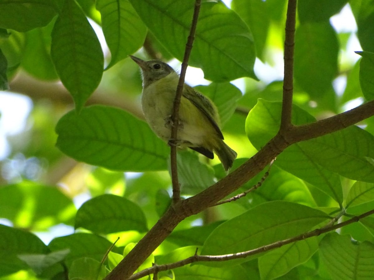 korthalevireo - ML618231672