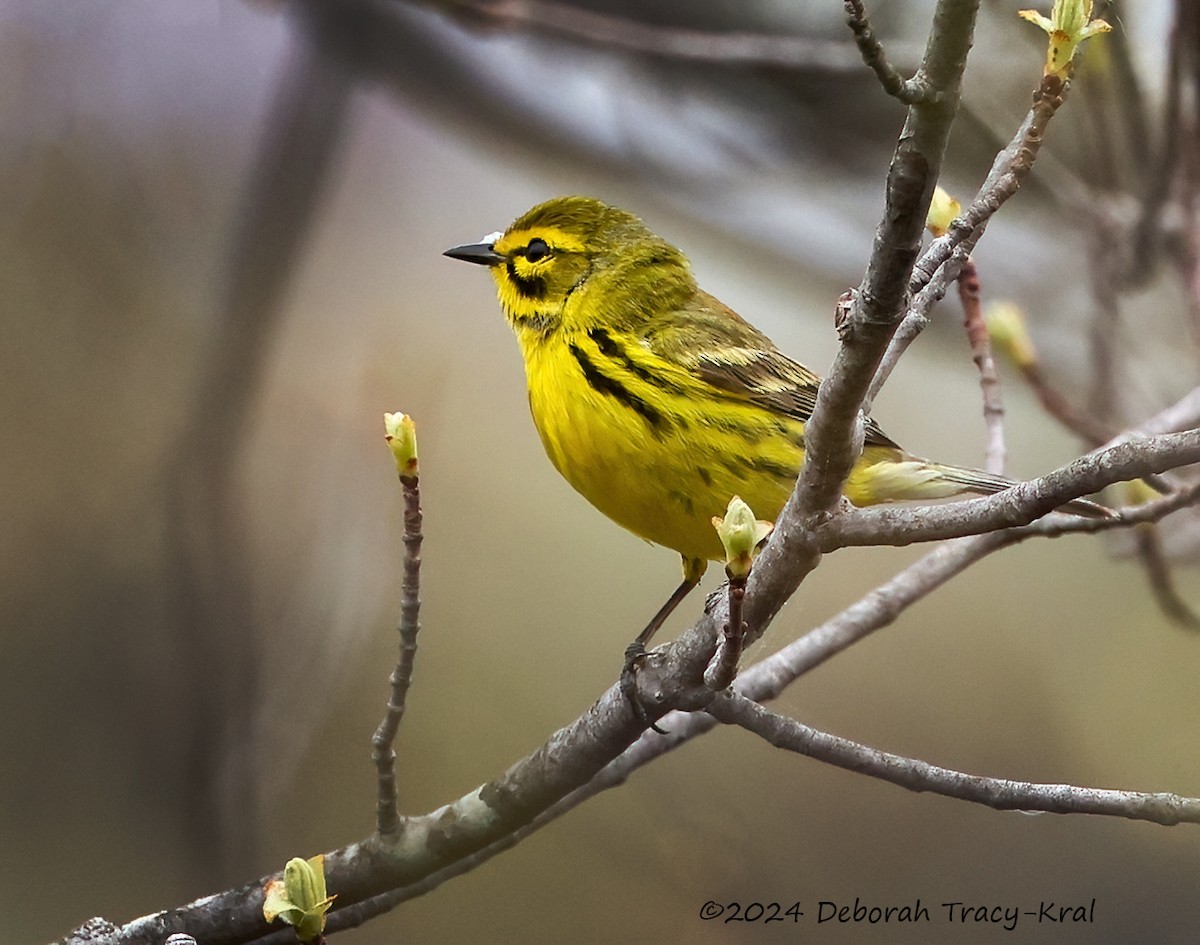 Prairie Warbler - ML618231693