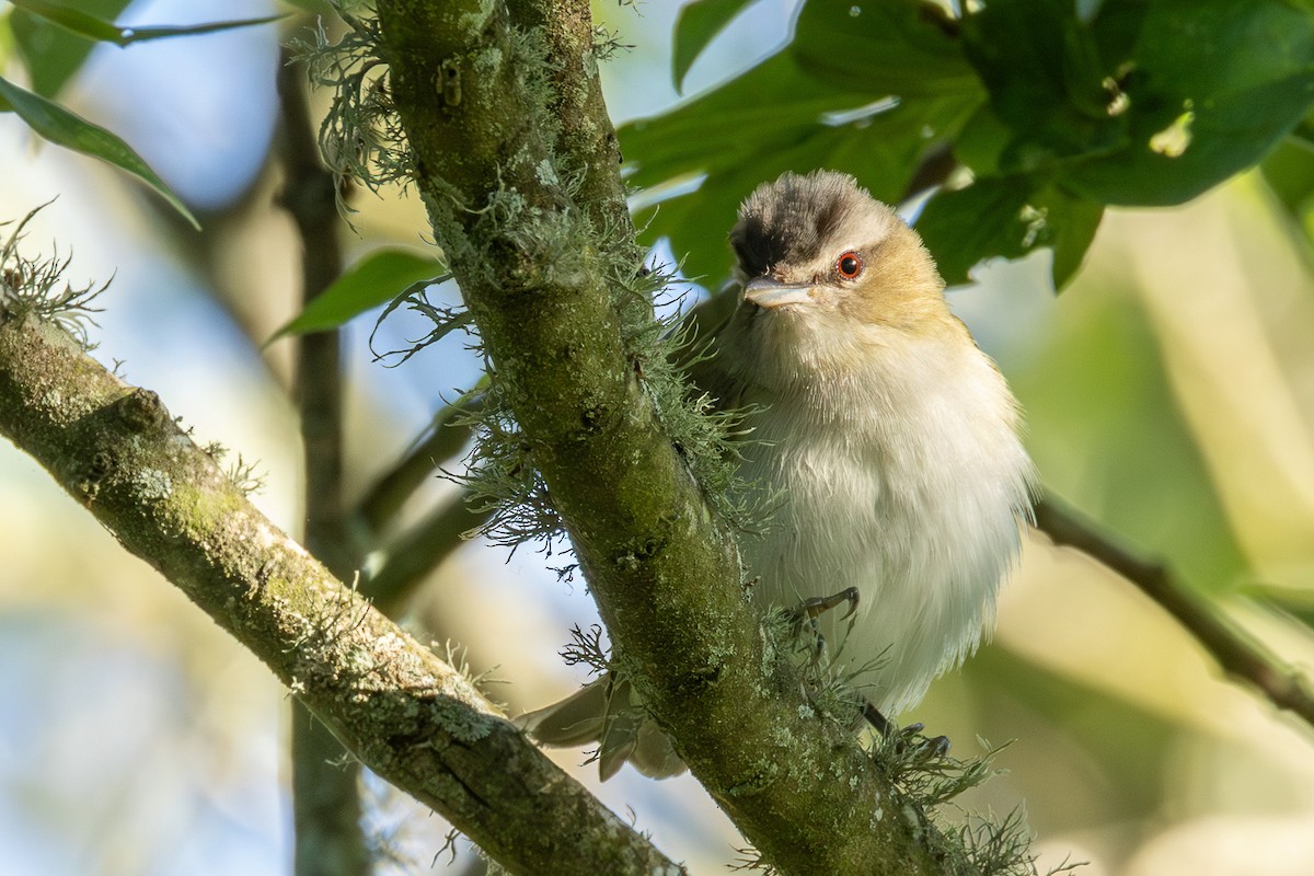 Red-eyed Vireo - Scott France