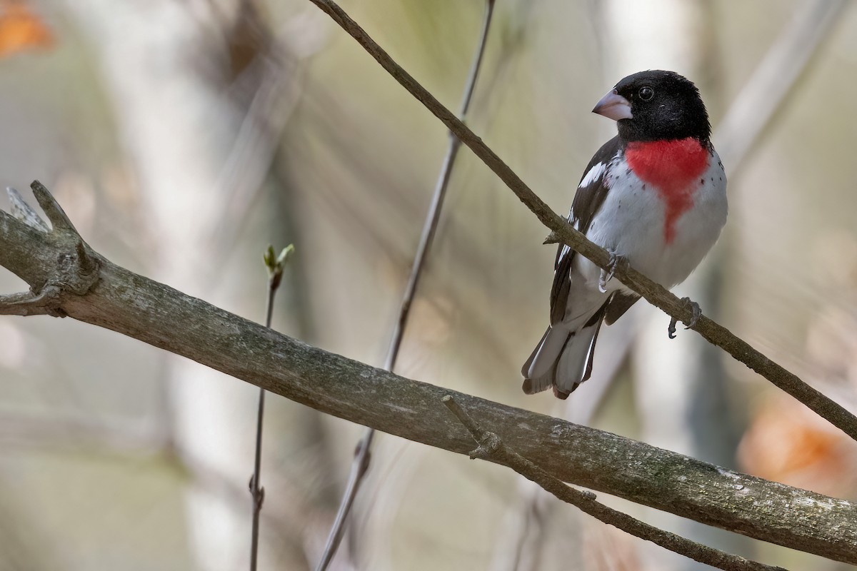 Rose-breasted Grosbeak - ML618231702