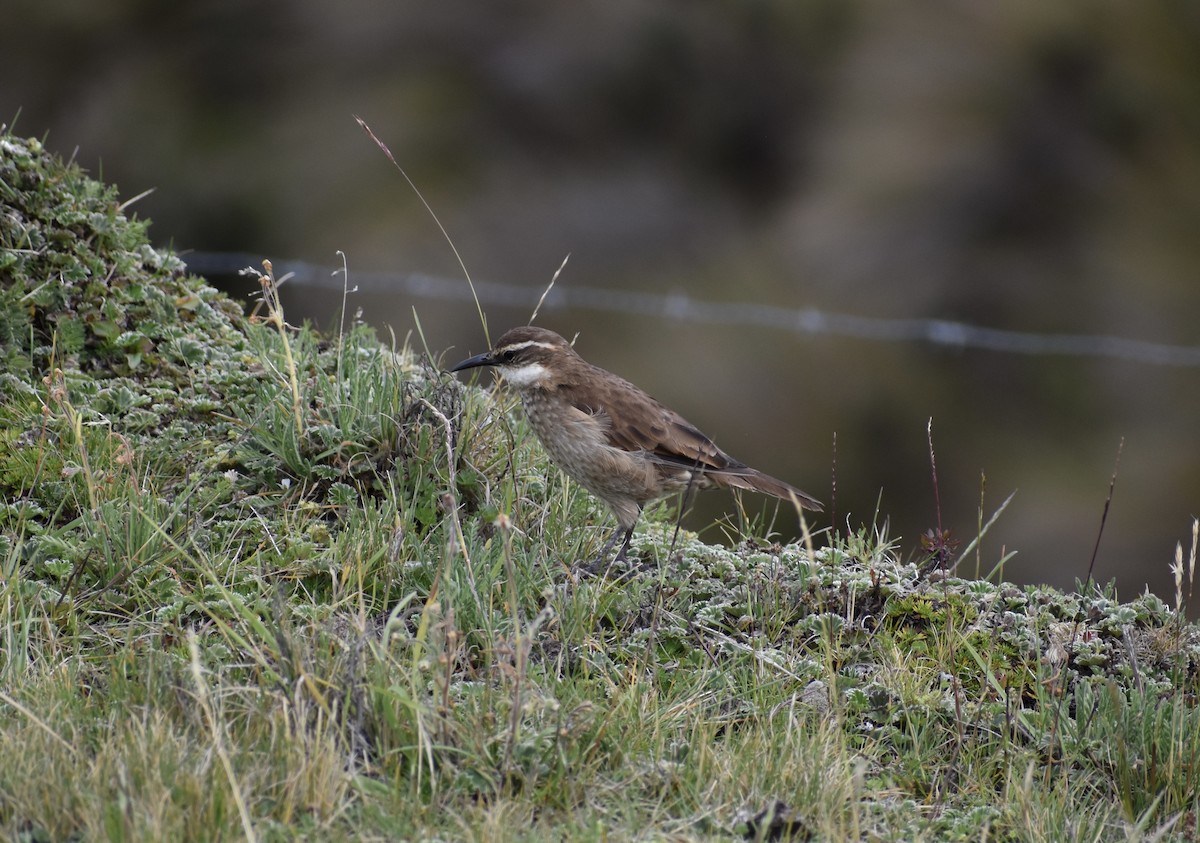 Stout-billed Cinclodes - Matthew Voelker