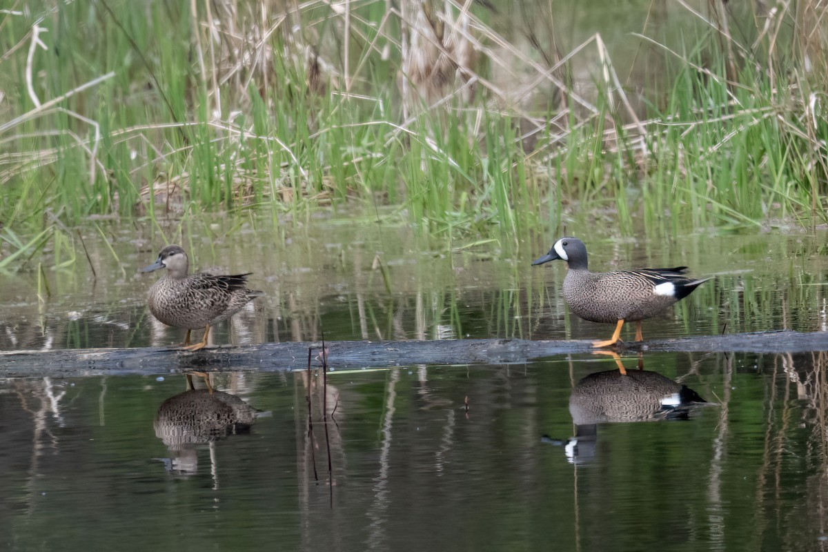 Blue-winged Teal - Lev Frid