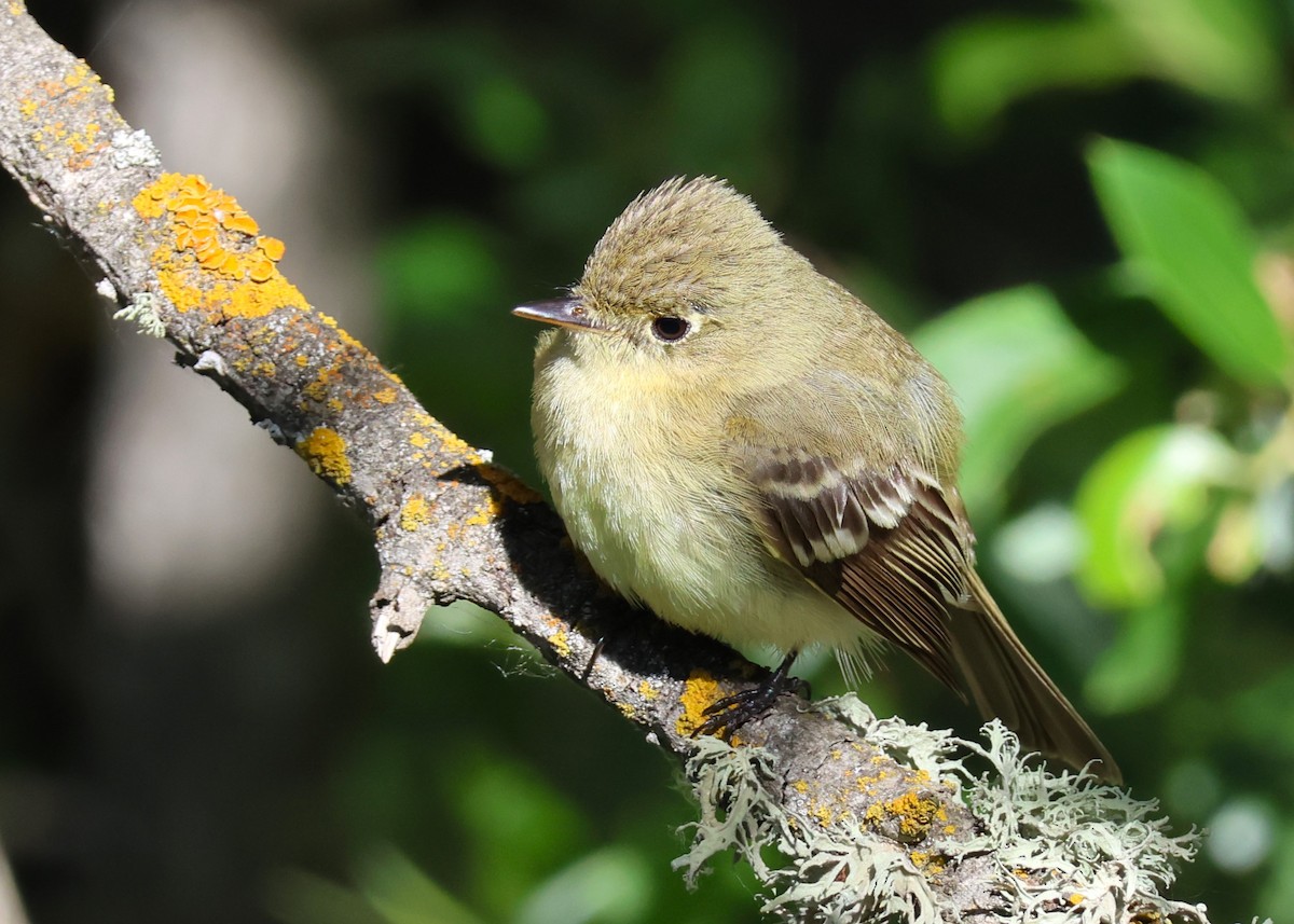 Western Flycatcher (Pacific-slope) - ML618231730